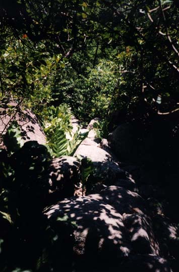  Sentier pierreux sous les arbres.