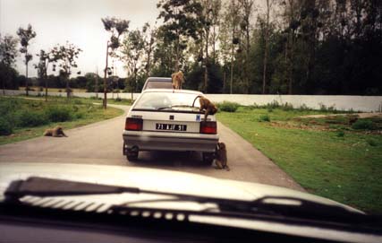  Voitures assiégées par des singes sur un chemin goudronné suivies par une autre voiture. 