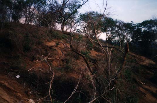  Colline avec végétations sèches.