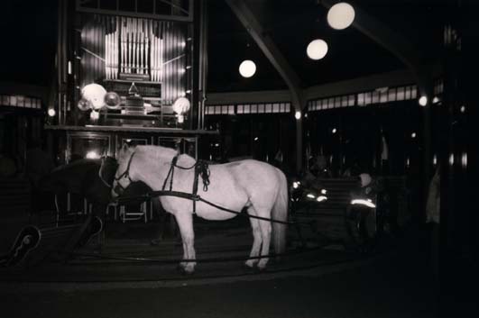  Calèche avec cheval blanc devant un buffet d'orgue. Noir et blanc.
