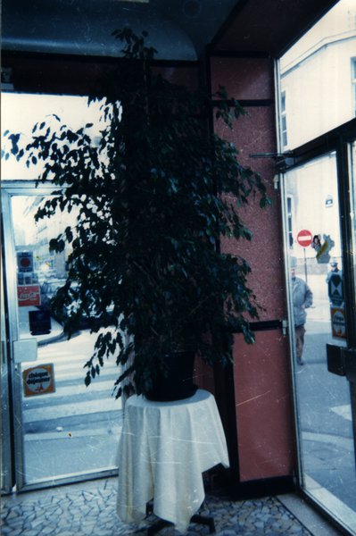 Plante en pot près de l'entrée vitrée d'un magasin.ᴬᴵ